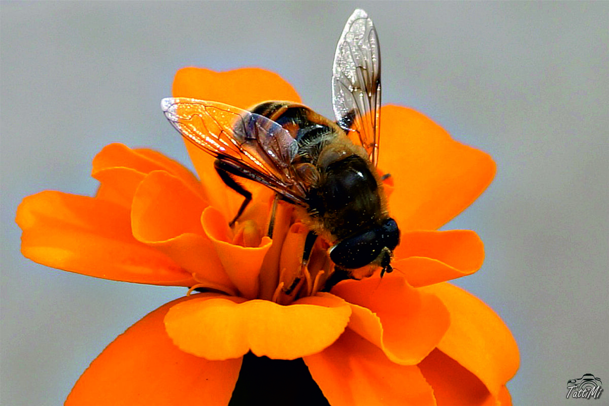 Пчела на цветке - Татьяна Мирохина