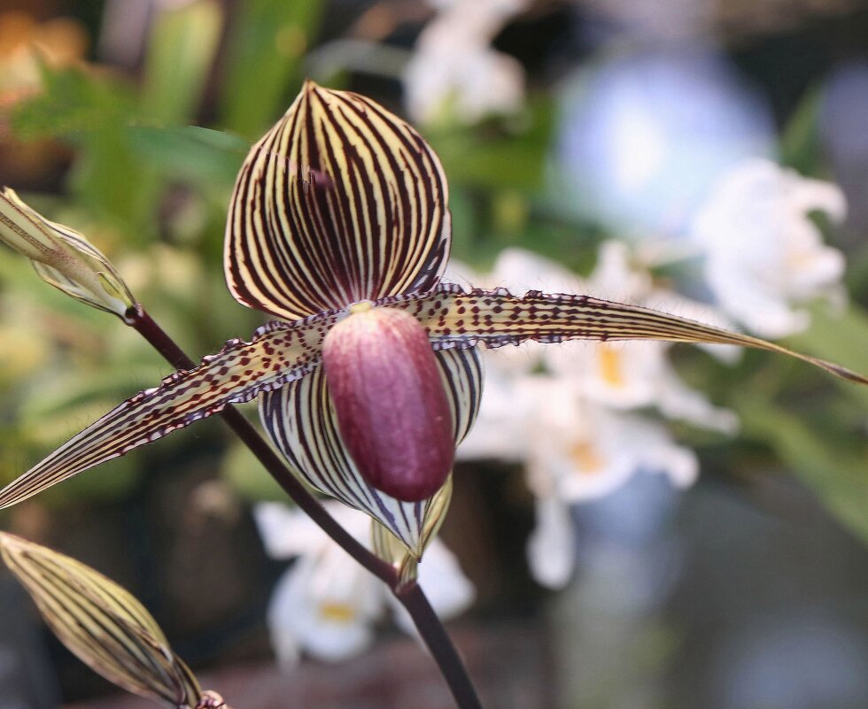 Полосатая орхидея - ZNatasha -