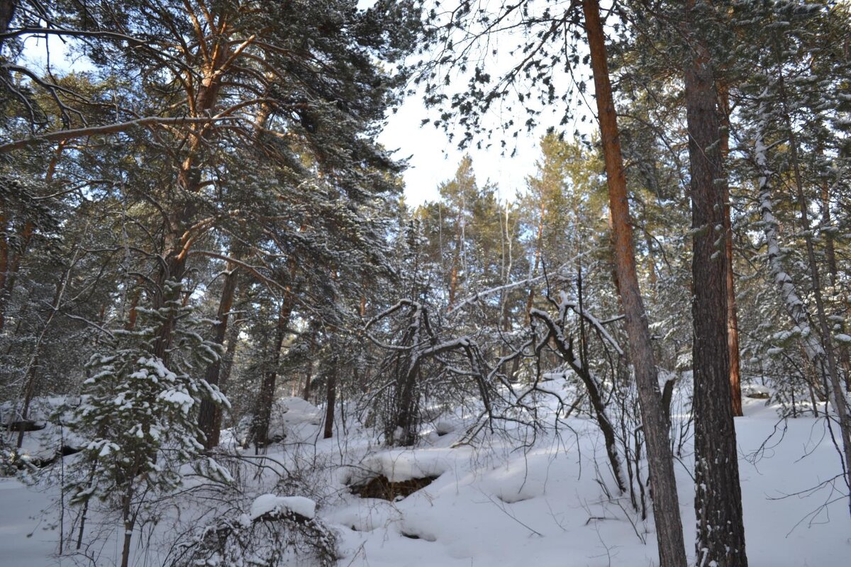 Белая тишина,зимнего леса. - Андрей Хлопонин