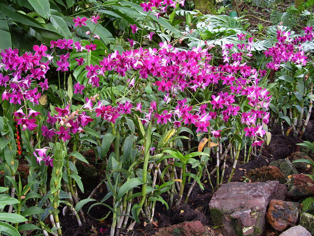 Сад орхидей в Сингапуре - Ольга Довженко