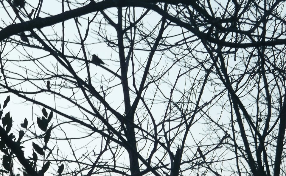 Птичка на дереве - aleko pikaso 