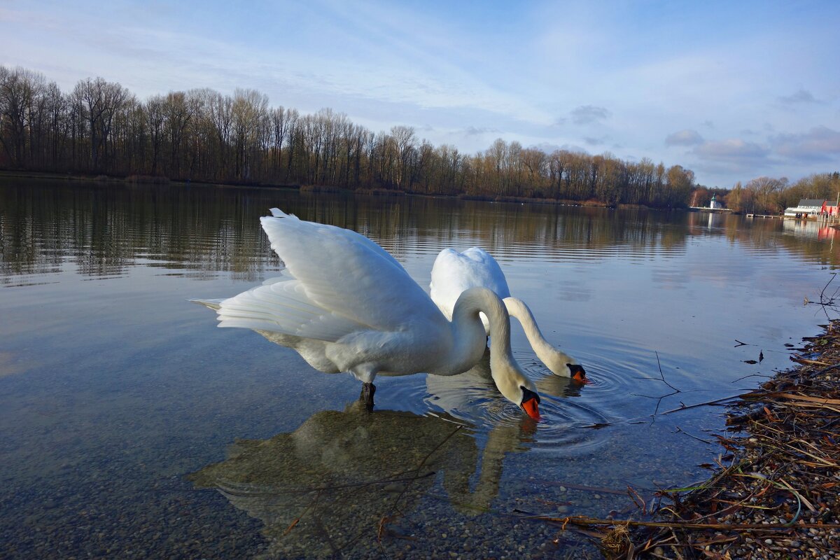 На городском озере...декабрь - Galina Dzubina