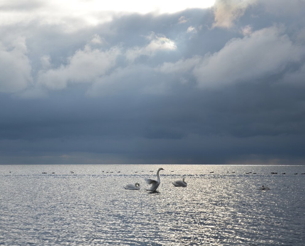 Лебеди на Черном море - Александр Довгий