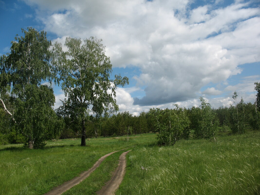 Дорога в лесу - Владимир 