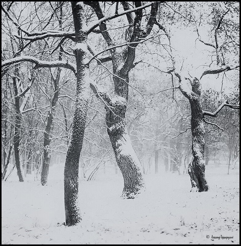 Снежный день - Александр Тарноградский