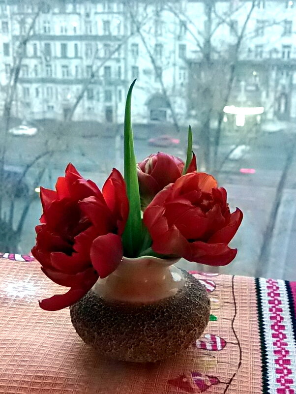 Тюльпаны на фоне бесснежной, предновогодней Москвы - Елена 