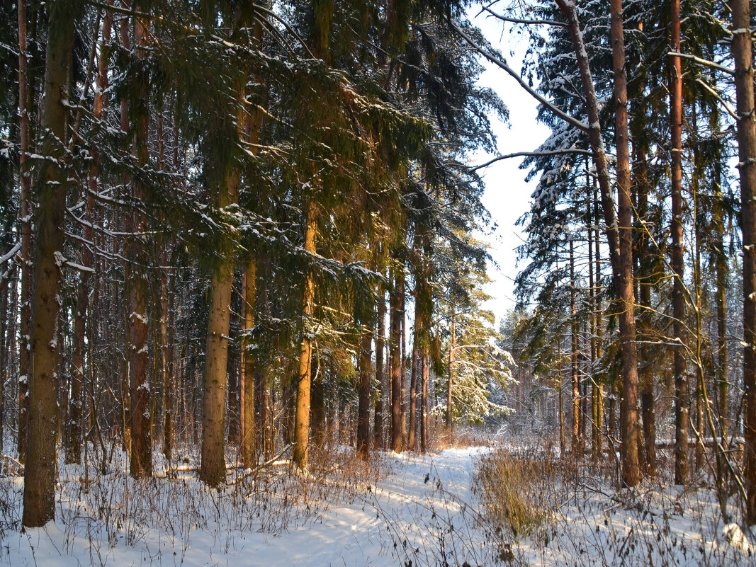 Прогулка в лес - Нина Синица