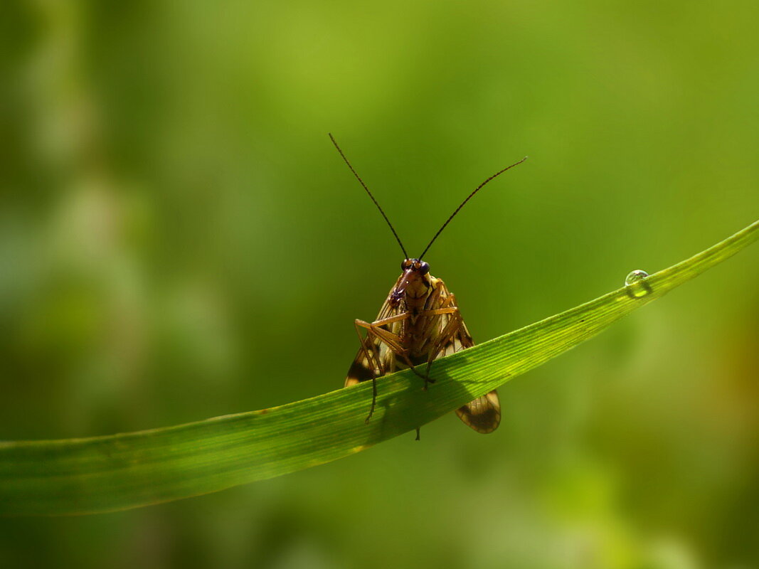 Скорпионовая муха - dana smirnova