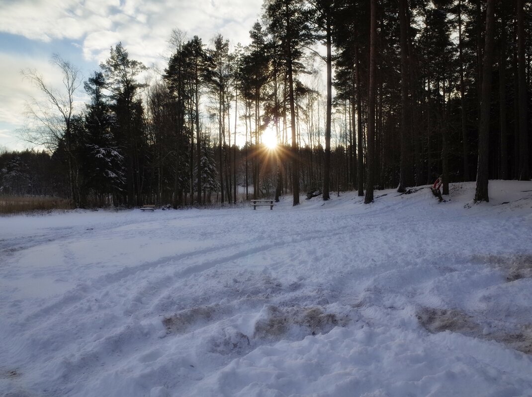 Природа Швеции,зимнее солнце садится на деревья... - wea *