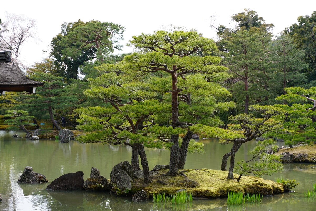 Сад храма Кинкакудзи (Золотой павильон),Киото, Япония - Иван Литвинов