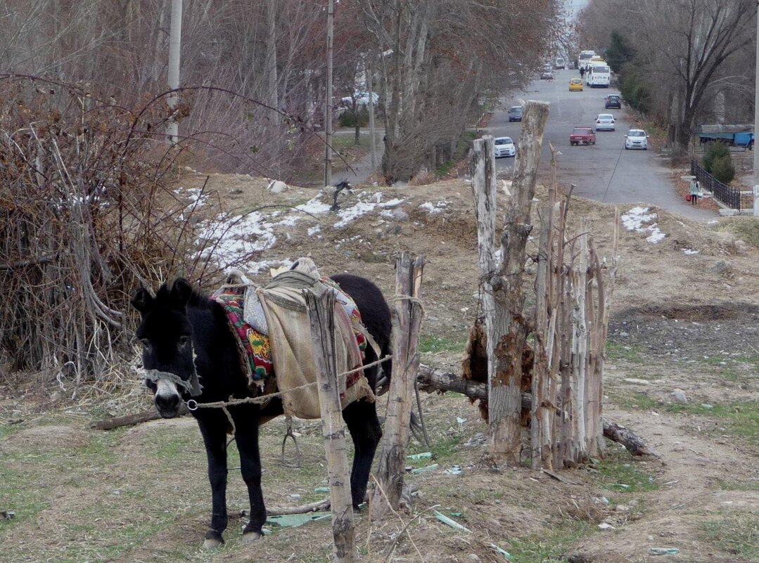 Ослиная жизнь в городке... Новая супер фотомодель,ослик Джабраил. - Георгиевич 