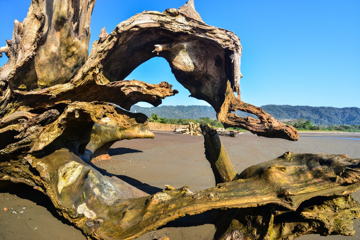 Старое высохшее дерево на пляже Тихого океана - Георгий А