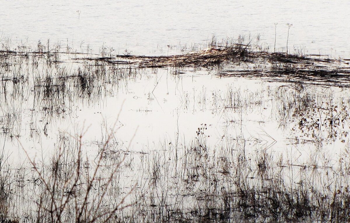 Вода, трава - Tanja Gerster