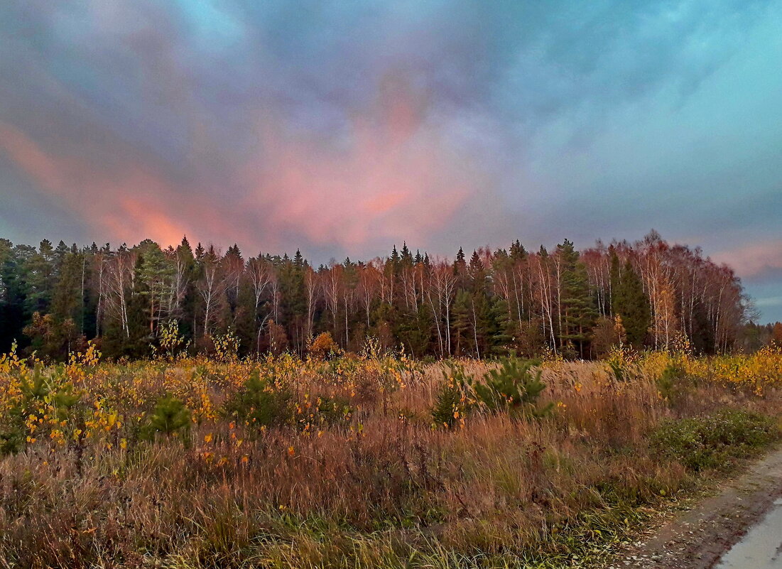 Румяный осенний закат над лесом - Лара Симонова 