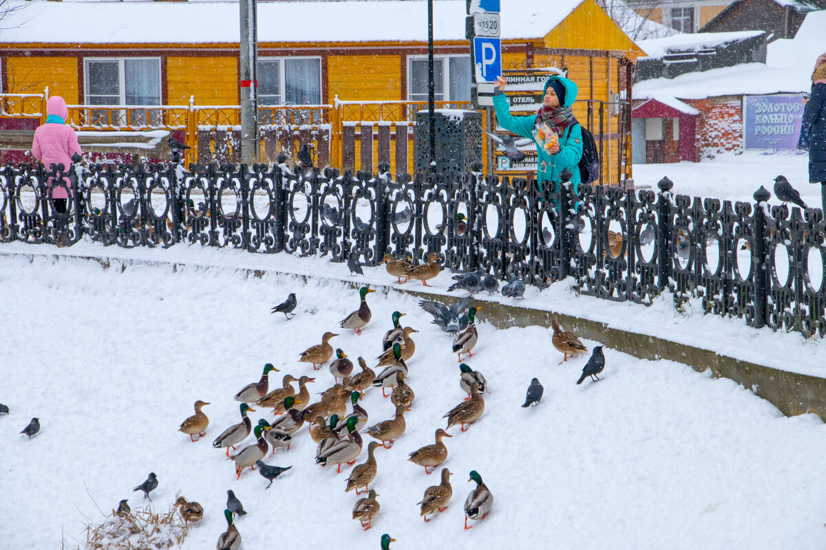 Зимующие птицы - Олег Каплун