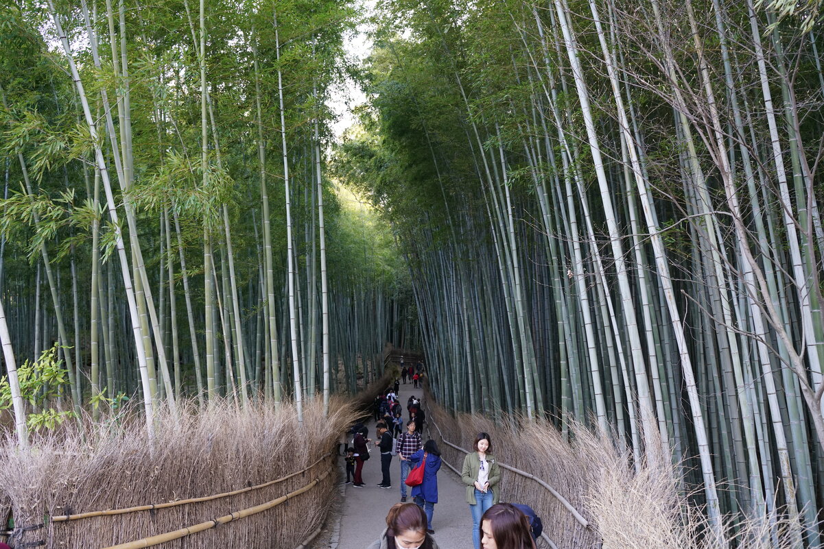 Бамбуковый лес Сагано в Киото, Япония - Иван Литвинов