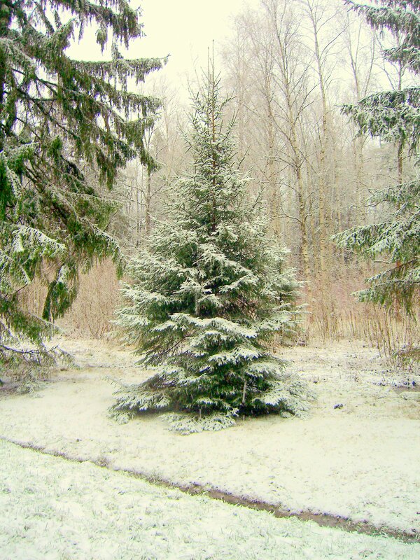 В старом парке после первого снега - 4 - Сергей 