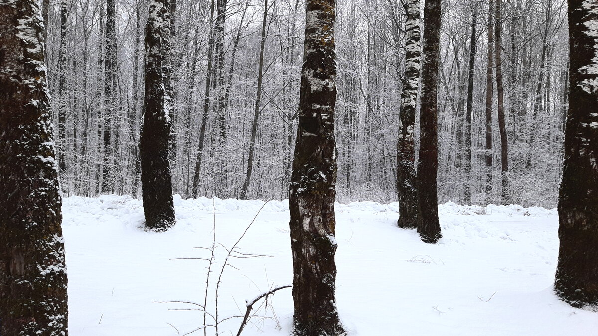 зимний лес - веселов михаил 