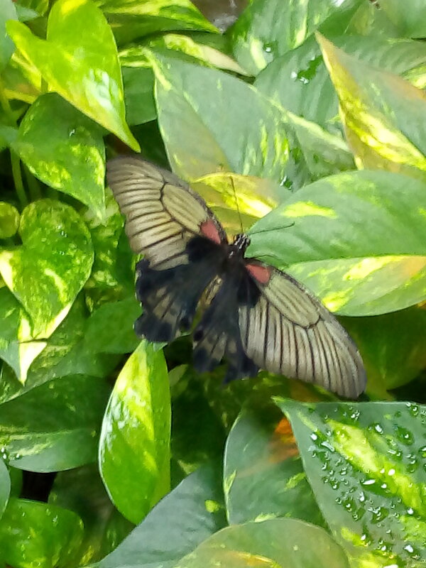 Живая бабочка в январе в музее бабочек "Миндо". - Светлана Калмыкова