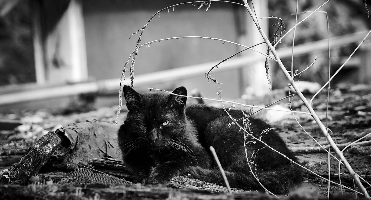 Чёрный кот. - Евгений Королёв