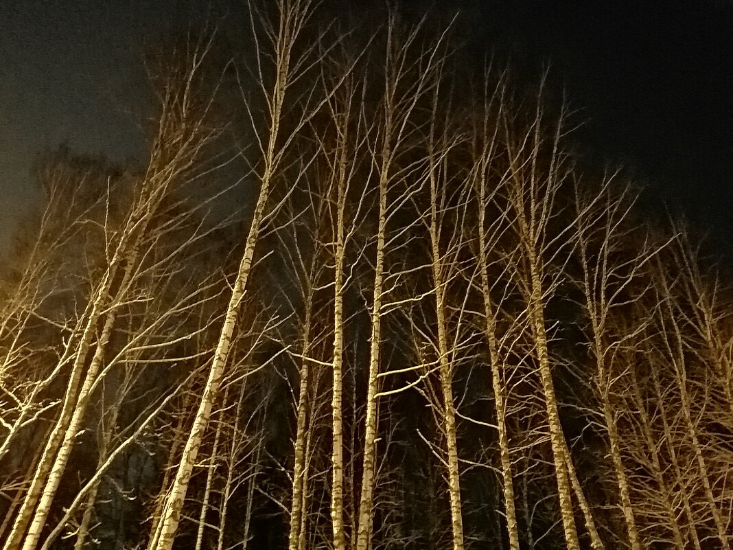 Зимняя ночь - Наталья 