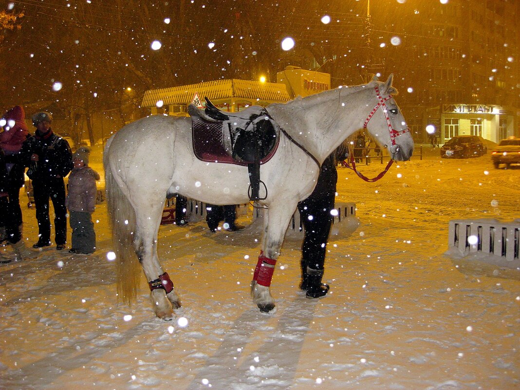 Волшебная ночь со снегопадом и белой лошадью... - Лидия Бараблина