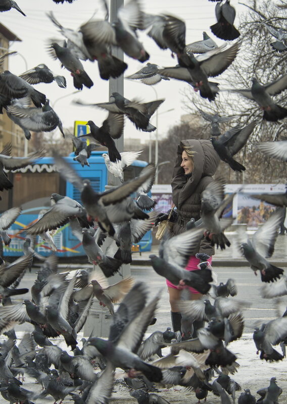 Уже в который раз о городских голубях и людях - Александр Степовой 