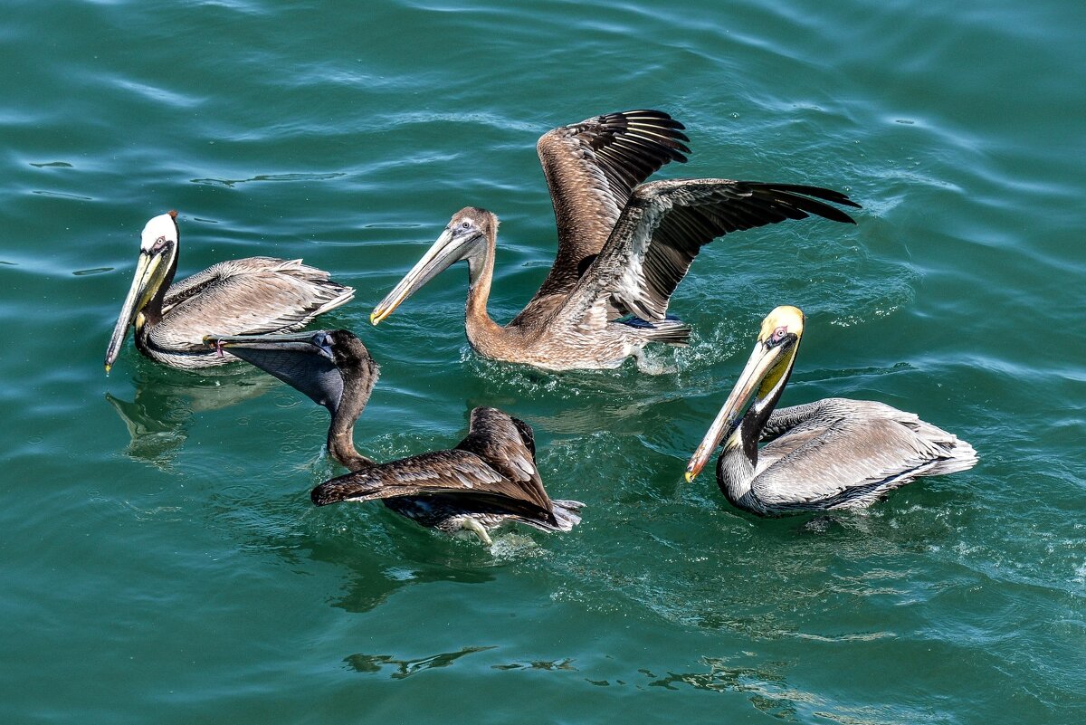 голодные пеликаны - Георгий А