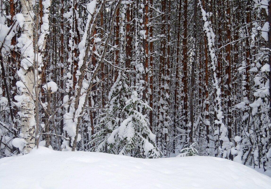 Ёлки-палки, снежный лес! - Вера Литвинова