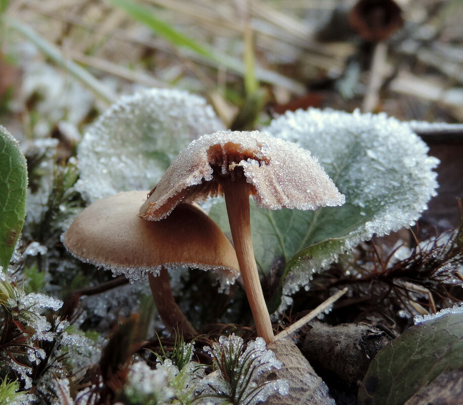 Зимние грибы - Елена Якушина