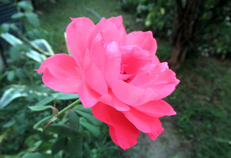 Садовая роза. - оля san-alondra