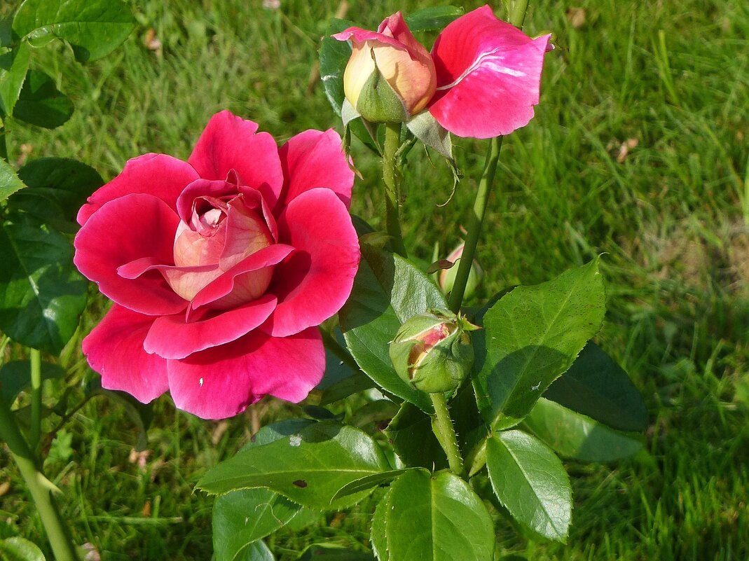 Летние розы - Лидия Бусурина