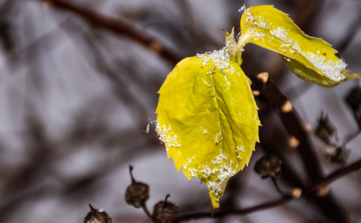 Снежный узор на листьях - Cissa Andebo