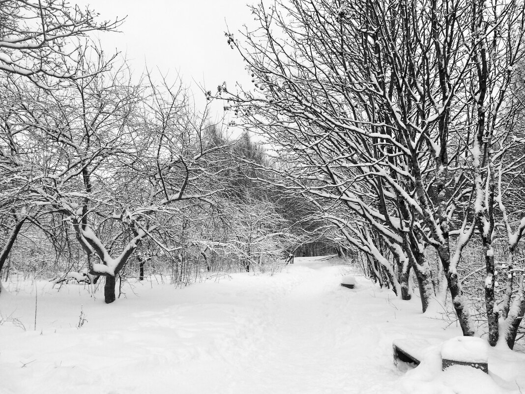 Яблони в снегу - Татьяна 