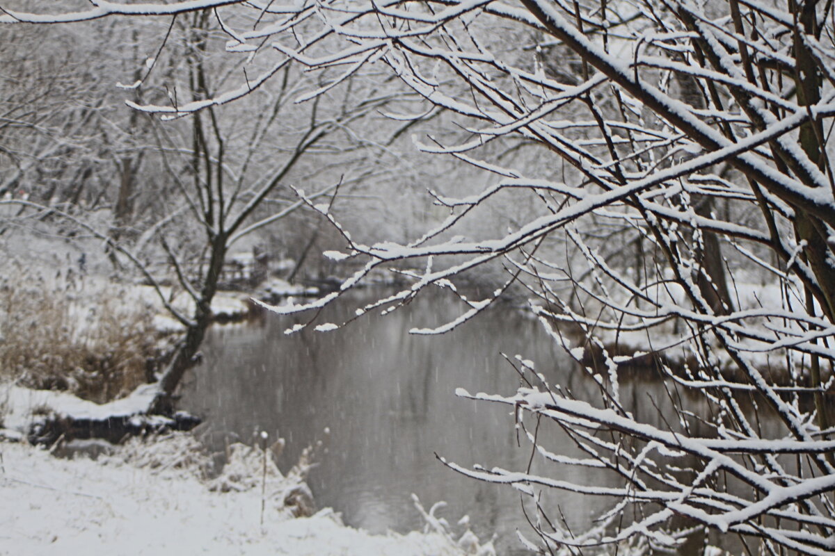 Демисезонная зима Снято 11 января - олег свирский 