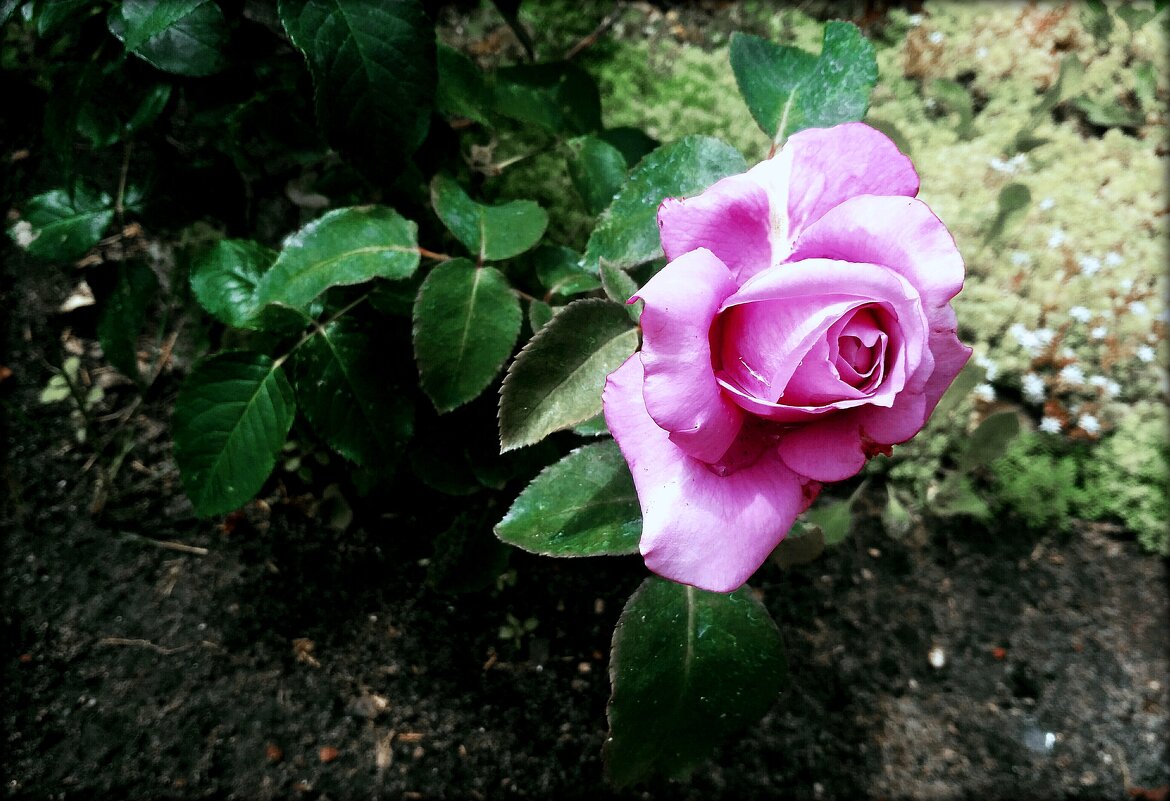 осенняя роза - Любовь 