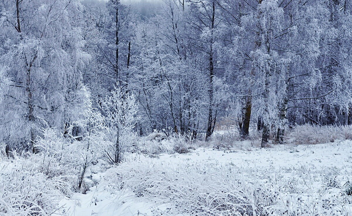 Зимний лес - Varvara 