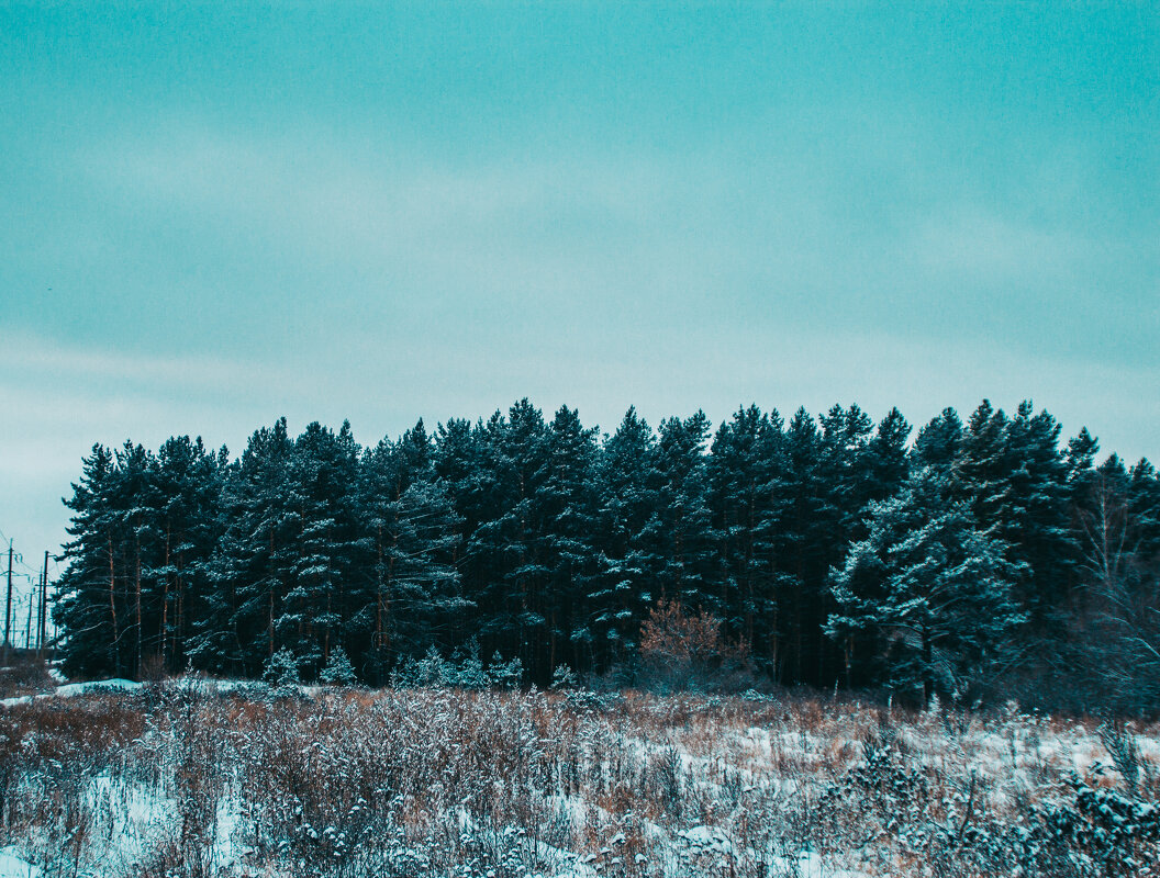 Красота зимнего леса - Сергей Осин