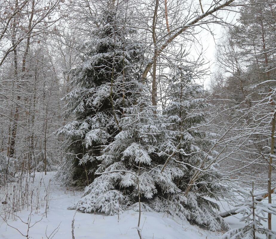 зимний лес - Светлана 