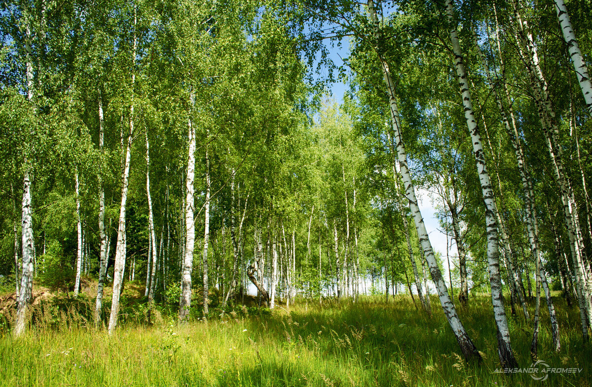 Берёзки - Александр Афромеев