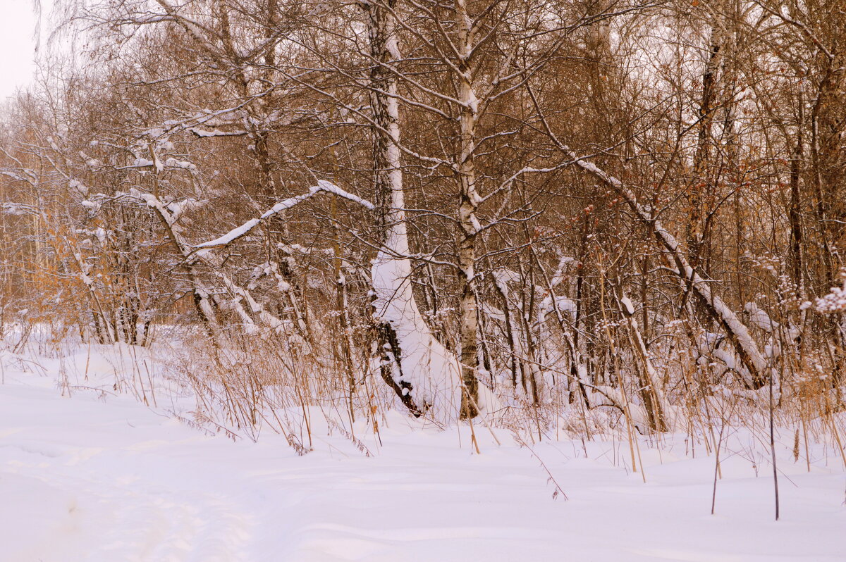 Снежный январь - Татьяна Лютаева