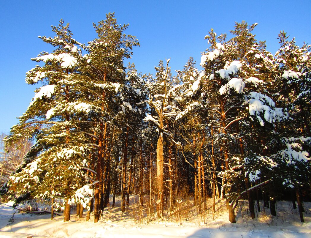 У зимнего леса - Андрей Снегерёв