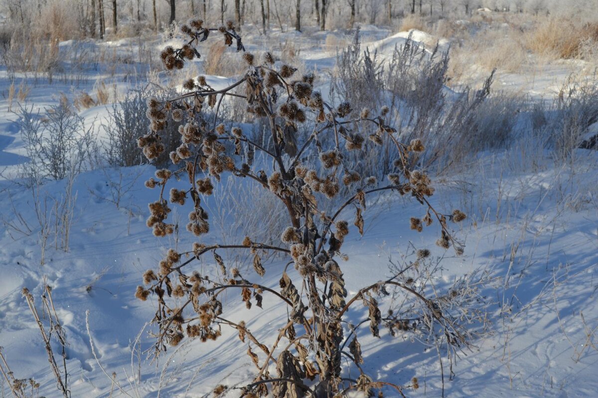 Пальма степная. Снег,холод,колючка - Андрей Хлопонин