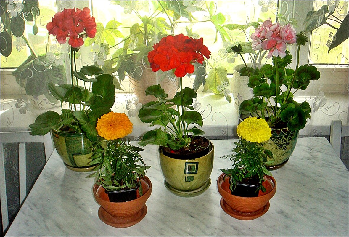 Комнатные цветы - радость в доме - Нина Корешкова