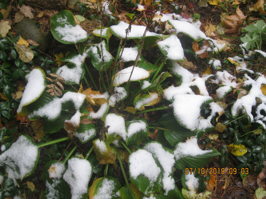 Цветы в снегу - Maikl Smit
