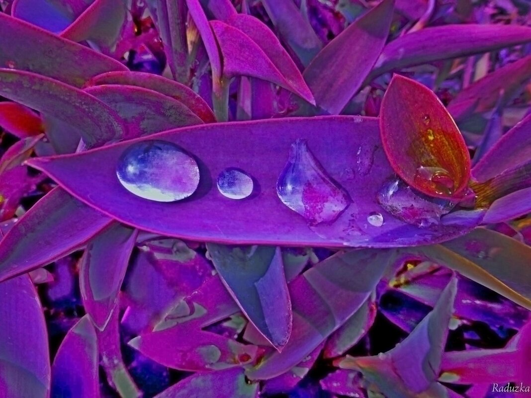 Setcreasea purpurea - Raduzka (Надежда Веркина)