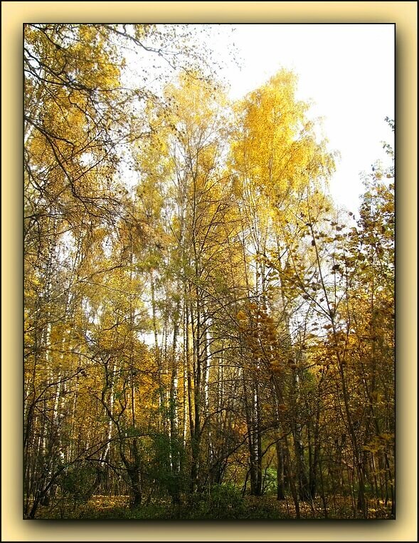 Осень золотая - Татьяна Беляева