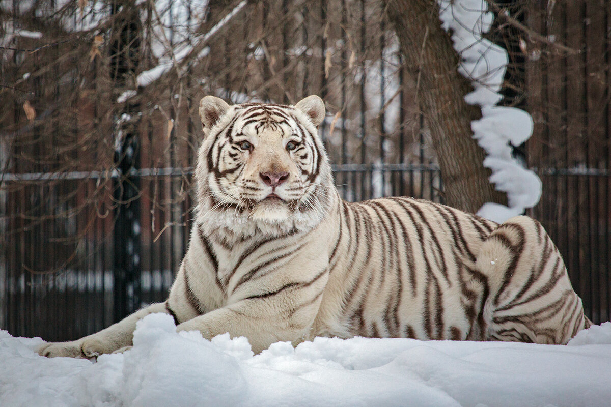 Бенгальский тигр - Владимир Габов
