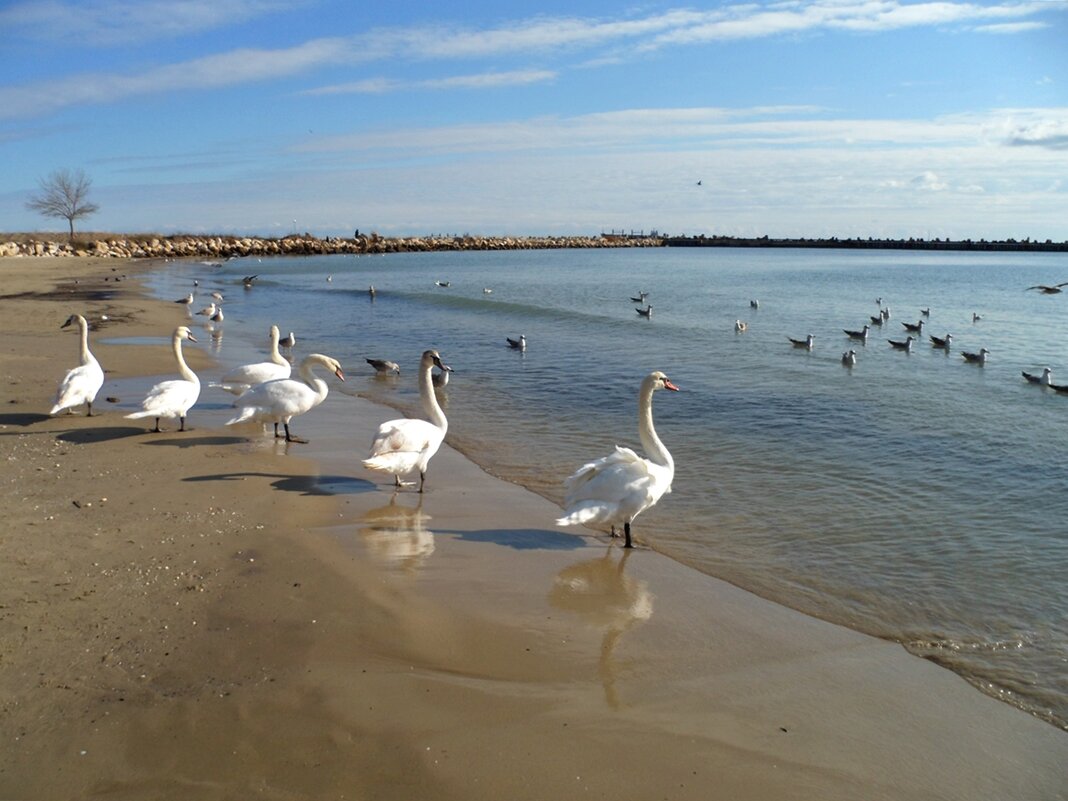 Лебеди  на морском пляже - wea *