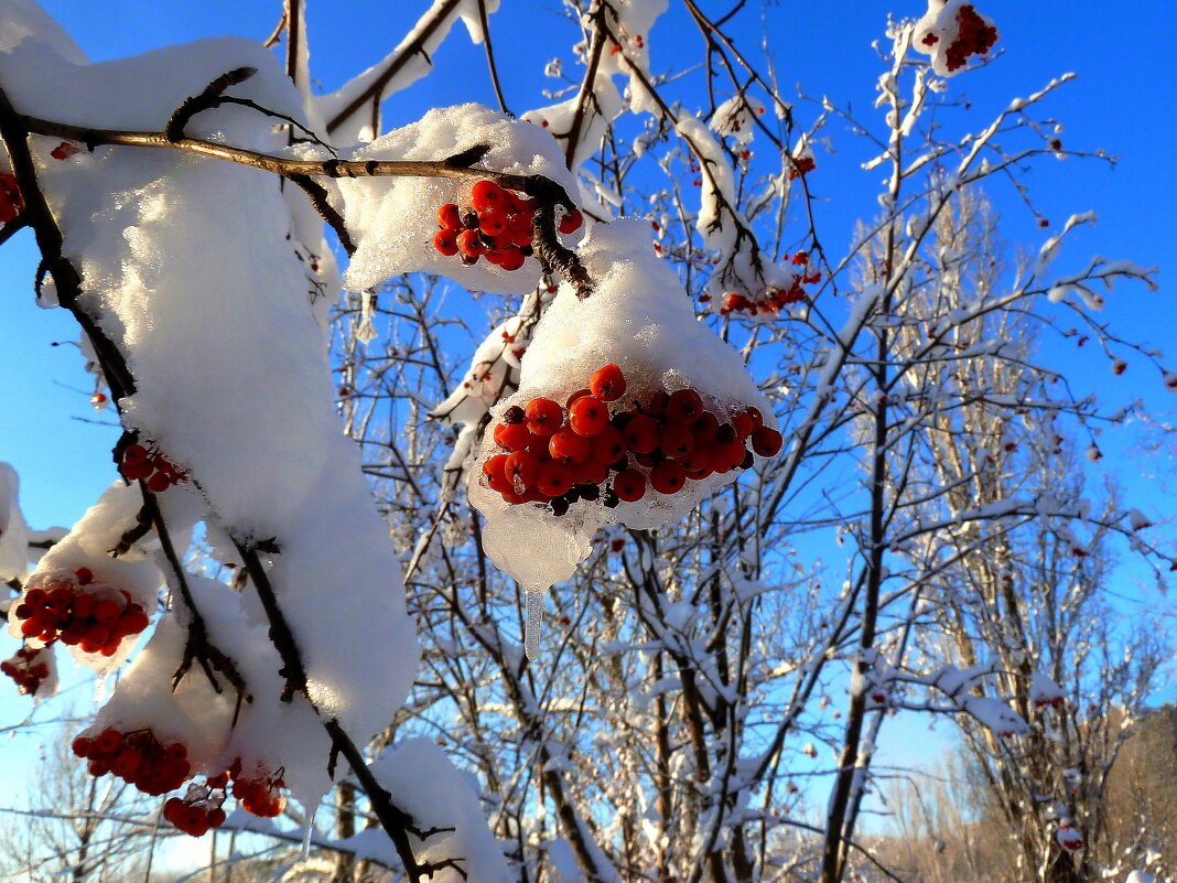 Красив зимний день с красной рябиной в снегу!... - Лидия Бараблина